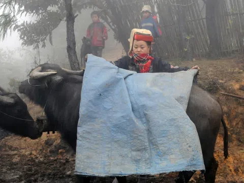 Yên Bái: Tăng cường phòng, chống dịch bệnh, đói rét cho đàn vật nuôi