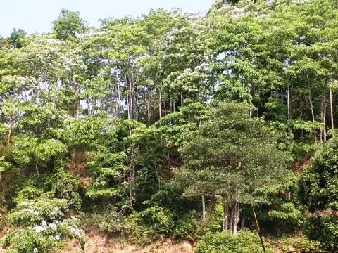 Lai Châu: Chỉ thị về việc tăng cường công tác quản lý bảo vệ rừng và phòng cháy, chữa cháy rừng mùa khô năm 2022 - 2023