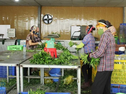 Bắc Giang: Nâng cao hiệu quả hoạt động các hợp tác xã nông nghiệp