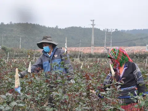 Yên Bái: Trồng hoa mang lại thu nhập cao ở vùng đất khó Mù Cang Chải