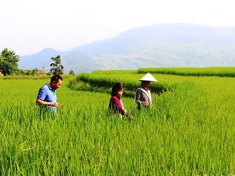 Tỉnh Sơn La chú trọng phát triển chuỗi cung ứng thực phẩm an toàn