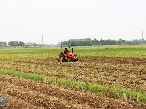 Bắc Giang: Tập trung chỉ đạo sản xuất vụ Chiêm Xuân năm 2022-2023