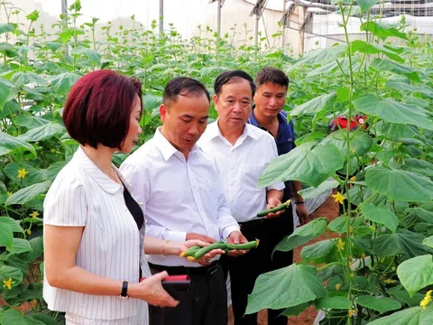 Bắc Ninh: Nhân rộng các vùng sản xuất nông nghiệp tập trung, ứng dụng công nghệ cao