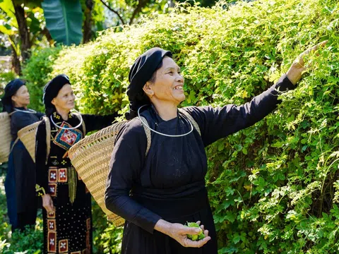 Bắc Kạn:Tìm giải pháp nâng cao hiệu quả kinh tế tập thể