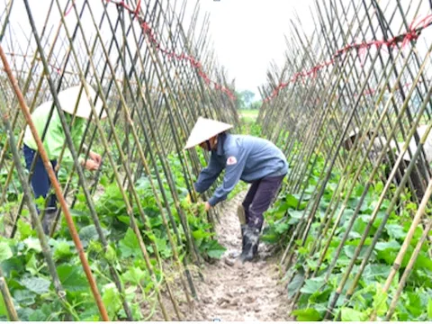 Hỗ trợ hợp tác xã do phụ nữ tham gia quản lý và tạo việc làm cho lao động nữ