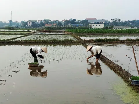 Vĩnh Phúc: Các địa phương chủ động sản xuất vụ Xuân