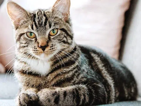 Những vĩ nhân tuổi Mão tiêu biểu trong lịch sử Việt Nam