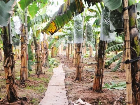 Hải Dương: Vựa chuối lớn nhất miền Bắc tấp nập vụ Tết