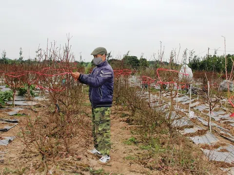 Thành phố Hưng Yên: Hoa, cây cảnh rực rỡ đón tết