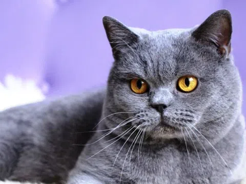 Các nhà tướng số nói về tính cách người tuổi Mão