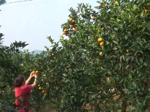 Vị Xuyên (Hà Giang) vào vụ thu hoạch cam vàng