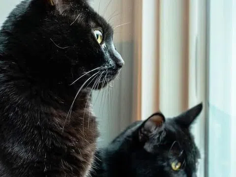 Xuân Mão nói chuyện mèo