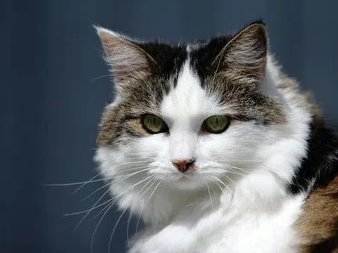 Mèo trong văn hóa phương đông