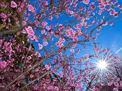 Sự tích ngày Tết