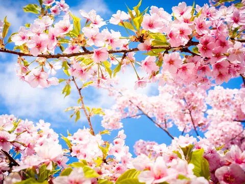 Khi mùa xuân đến