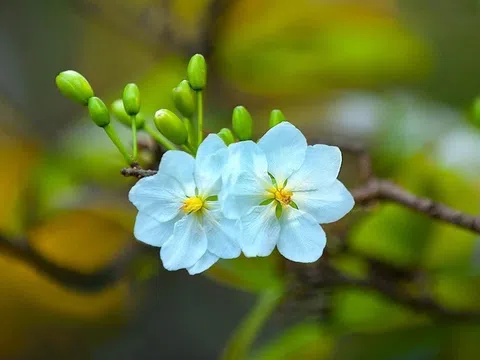 Đoàn tụ, hơi ấm mùa xuân