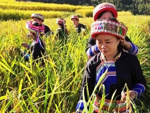 Muôn nẻo Tết quê