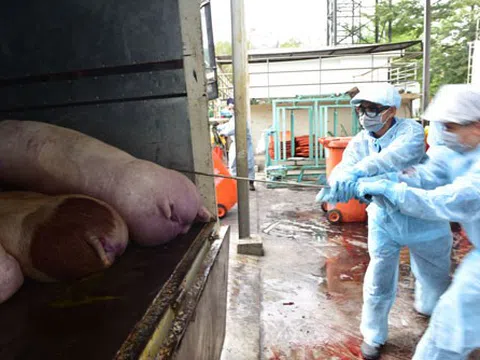 Hải Dương: Tăng cường kiểm tra, giám sát, xử lý các trường hợp sử dụng chất cấm trong chăn nuôi, giết mổ gia súc