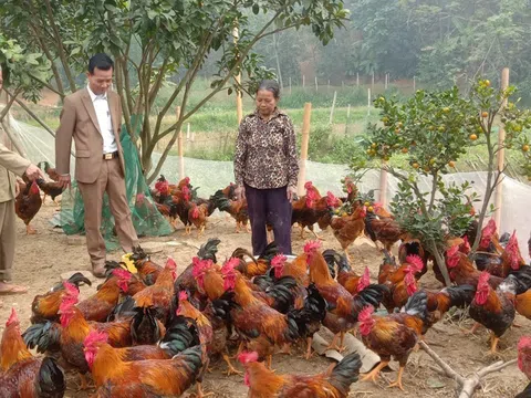 Lào Cai: Nông dân Bảo Thắng nuôi gà trống cựa dịp Tết cho thu nhập đến 250 triệu đồng