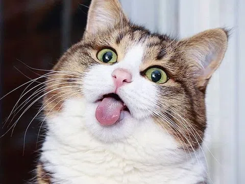 Mèo qua con mắt nhà khoa học