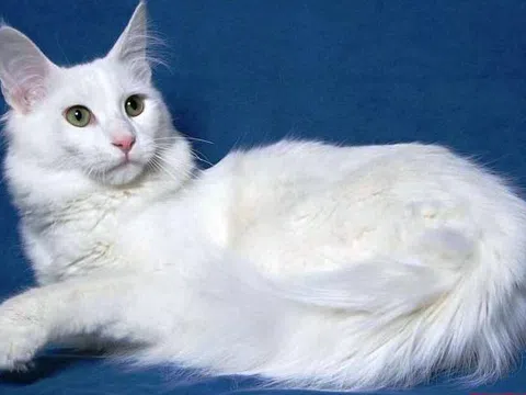 Những chuyện lạ về con mèo