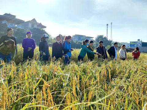 Bắc Kạn: Sản xuất nông nghiệp năm 2022: Bài học vượt lên trong gian khó