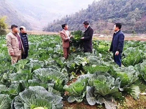 Yên Bái: 55% HTX nông, lâm, ngư nghiệp hoạt động hiệu quả