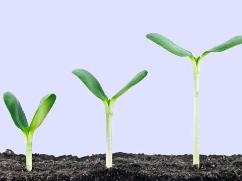 Cái giá của sự trưởng thành