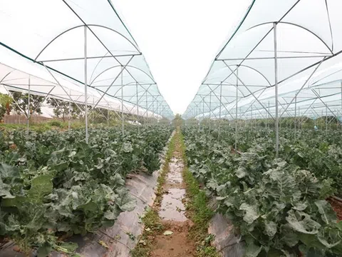 Hà Nội - Phát triển sản phẩm OCOP từ nông nghiệp sạch