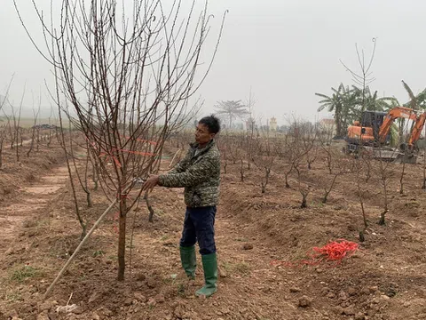 Hưng Yên: Chăm sóc hoa, cây cảnh sau Tết