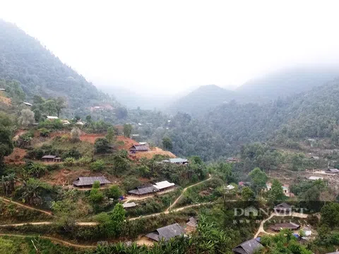 Nông dân Sơn La "đổi đời" nhờ trồng Thảo Quả