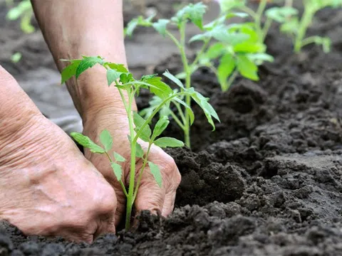 Kiến thức về các loại phân hữu cơ cho một nền sản xuất nông nghiệp xanh