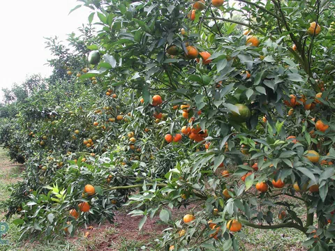 Bắc Giang: Được phân bổ trên 1.621 ha chuyển đổi cơ cấu cây trồng trên đất trồng lúa