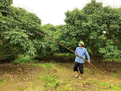 Phù Cừ (Hưng Yên): Nông dân chăm sóc vải thời kỳ ra hoa, đậu quả