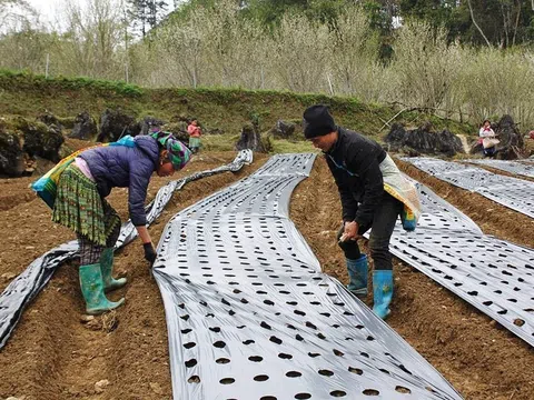 Nông dân vùng cao Bắc Hà (Lào Cai) trồng cây dược liệu Cát cánh