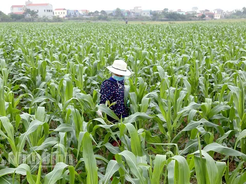 Ninh Bình: Đa dạng mô hình phát triển kinh tế nông nghiệp ở tiểu vùng đồng bằng