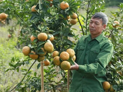 Tiên Yên (Quảng Ninh): Khai thác hiệu quả thế mạnh để phát triển kinh tế nông, lâm nghiệp