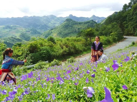 Lào Cai: Tìm giải pháp tiêu thụ cây dược liệu cát cánh của nông dân Si Ma Cai