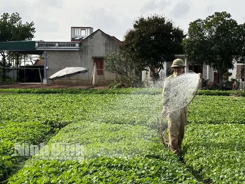 Ninh Bình: Nâng cao thu nhập từ sản xuất rau an toàn