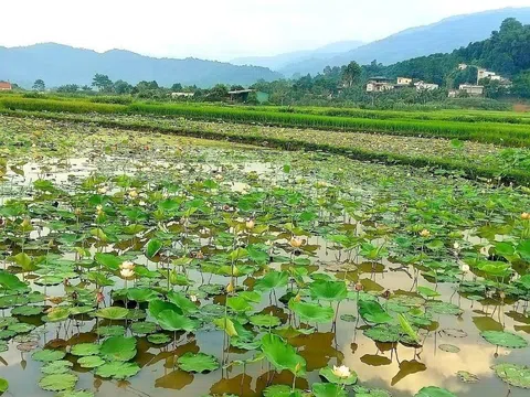 Lào Cai : Trồng Sen - hướng đi mới trong chuyển đổi cơ cấu cây trồng