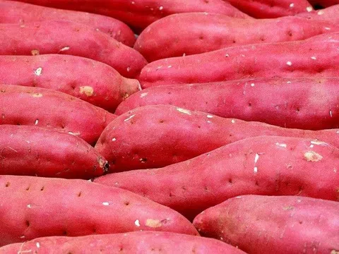 Khoai Deo Hải Ninh: Hương vị lạ từ miền cát trắng Quảng Bình