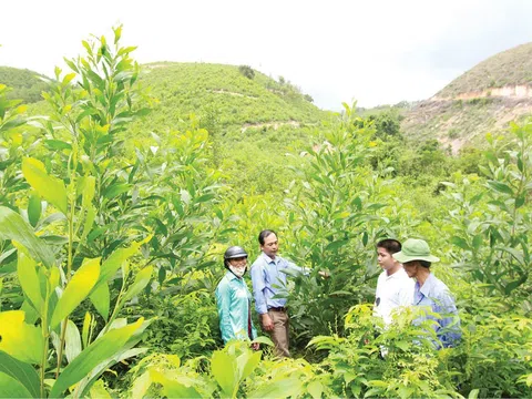 Rừng, vệ sỹ trung thành trong phòng chống thiên tai!