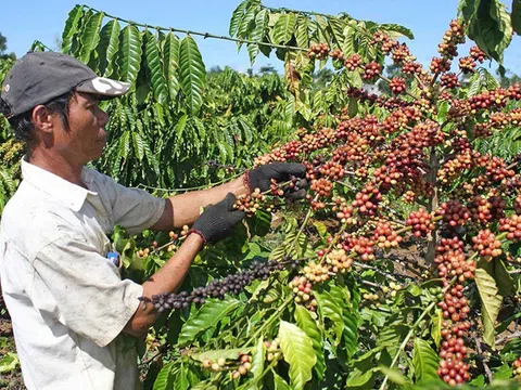 Hiểu thế nào về vùng chuyên canh nông nghiệp?