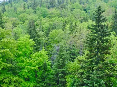 Xây dựng trang trại trên đất rừng sản xuất có vi phạm luật đất đai?