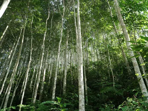 Quy định về khai thác lâm sản trong rừng sản xuất là rừng trồng