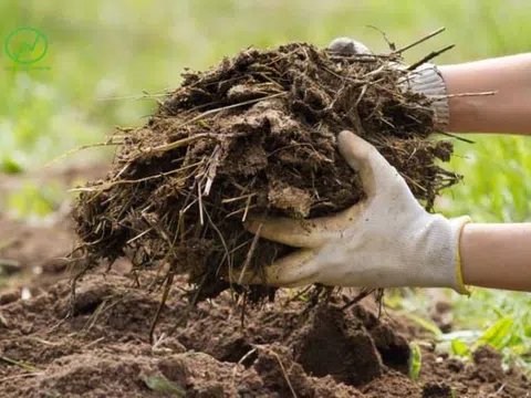 5 loại phân bón hữu cơ tốt cho cây trồng