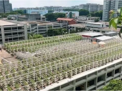 Singapore chuyển hướng sang phát triển nông nghiệp đô thị