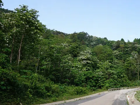 Vai trò của rừng và ngành lâm nghiệp