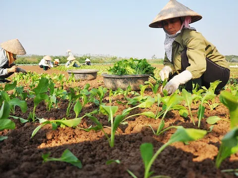 Quan tâm hơn đến lao động nữ trong ngành nông lâm nghiệp