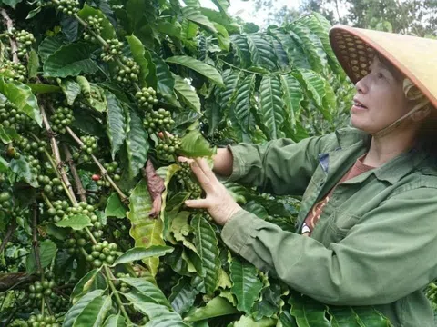 Đắk Nông: Sản xuất an toàn để sản phẩm nông nghiệp vươn xa